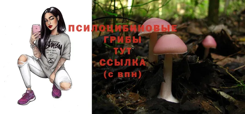 как найти закладки  Каменск-Шахтинский  Псилоцибиновые грибы Magic Shrooms 